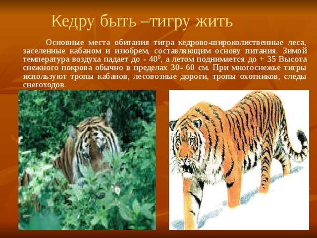  Кедру быть –тигру жить  Основные места обитания тигра кедрово-широколиственные леса, заселенные кабаном и изюбрем, составляющим основу питания. Зимой температура воздуха падает до - 40 0 , а летом поднимается до + 35 Высота снежного покрова обычно в пределах 30- 60 см. При многоснежье тигры используют тропы кабанов, лесовозные дороги, тропы охотников, следы снегоходов. 