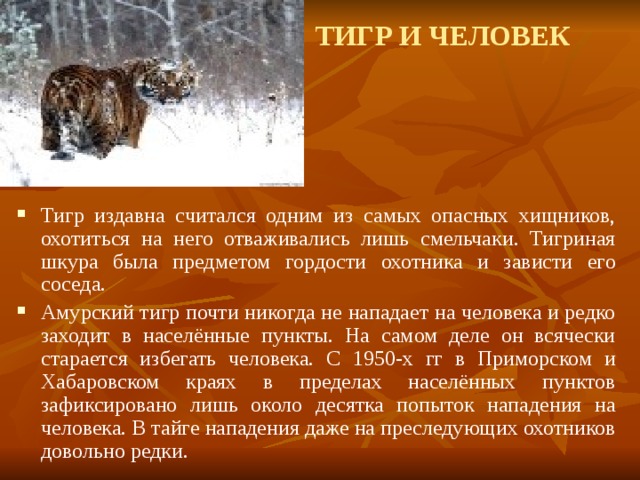  ТИГР И ЧЕЛОВЕК  Тигр издавна считался одним из самых опасных хищников, охотиться на него отваживались лишь смельчаки. Тигриная шкура была предметом гордости охотника и зависти его соседа. Амурский тигр почти никогда не нападает на человека и редко заходит в населённые пункты. На самом деле он всячески старается избегать человека. С 1950-х гг в Приморском и Хабаровском краях в пределах населённых пунктов зафиксировано лишь около десятка попыток нападения на человека. В тайге нападения даже на преследующих охотников довольно редки. 