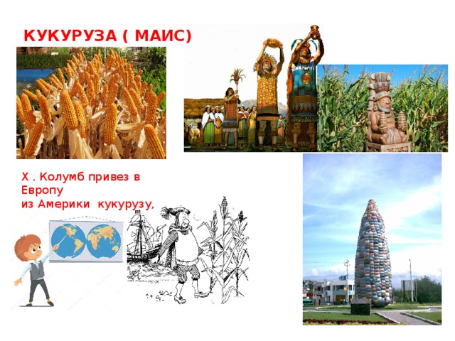 КУКУРУЗА ( МАИС) Х . Колумб привез в Европу из Америки кукурузу, 