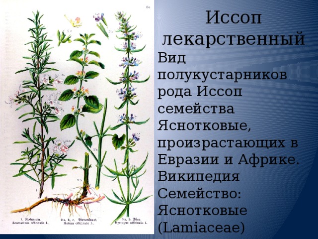Иссоп лекарственный Вид полукустарников рода Иссоп семейства Яснотковые, произрастающих в Евразии и Африке. Википедия Семейство: Яснотковые (Lamiaceae) Род: Иссоп (Hyssopus) 