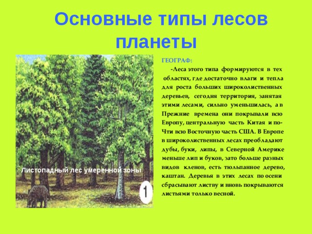  Основные типы лесов планеты ГЕОГРАФ:  -Леса этого типа формируются в тех  областях, где достаточно влаги и тепла для роста больших широколиственных деревьев, сегодня территория, занятая этими лесами, сильно уменьшилась, а в Прежние времена они покрывали всю Европу, центральную часть Китая и по- Чти всю Восточную часть США. В Европе в широколиственных лесах преобладают дубы, буки, липы, в Северной Америке меньше лип и буков, зато больше разных видов кленов, есть тюльпанное дерево, каштан. Деревья в этих лесах по осени сбрасывают листву и вновь покрываются листьями только весной.  Листопадный лес умеренной зоны 