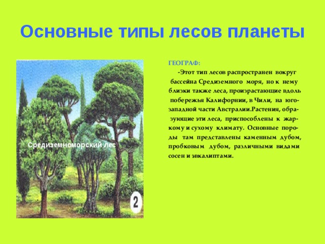 Основные типы лесов планеты ГЕОГРАФ:  -Этот тип лесов распространен вокруг  бассейна Средиземного моря, но к нему близки также леса, произрастающие вдоль  побережья Калифорнии, в Чили, на юго- западной части Австралии.Растения, обра-  зующие эти леса, приспособлены к жар- кому и сухому климату. Основные поро- ды там представлены каменным дубом, пробковым дубом, различными видами сосен и эвкалиптами.  Средиземноморский лес 