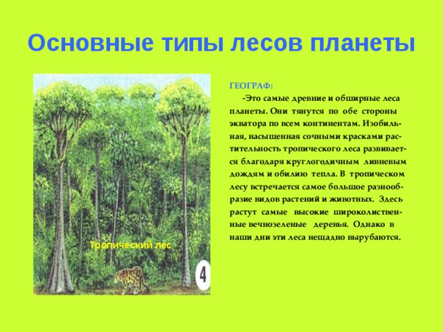 Основные типы лесов планеты ГЕОГРАФ:  -Это самые древние и обширные леса планеты. Они тянутся по обе стороны экватора по всем континентам. Изобиль- ная, насыщенная сочными красками рас- тительность тропического леса развивает- ся благодаря круглогодичным ливневым дождям и обилию тепла. В тропическом лесу встречается самое большое разнооб- разие видов растений и животных. Здесь растут самые высокие широколиствен- ные вечнозеленые деревья. Однако в наши дни эти леса нещадно вырубаются. Тропический лес 