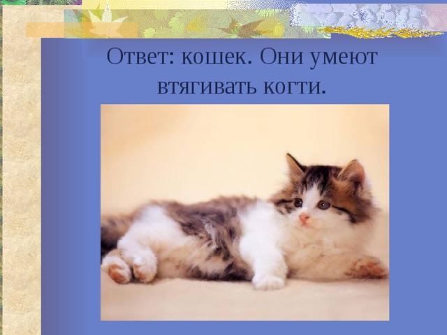 Ответ: кошек. Они умеют втягивать когти. 