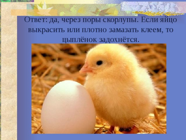 Ответ: да, через поры скорлупы. Если яйцо выкрасить или плотно замазать клеем, то цыплёнок задохнётся. 