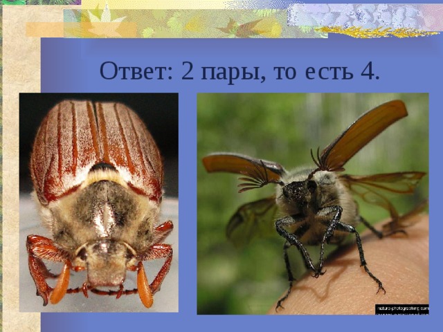 Ответ: 2 пары, то есть 4. 