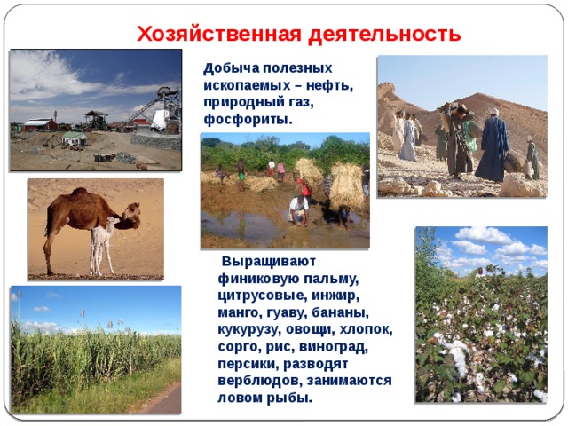 Хозяйственная деятельность Добыча полезных ископаемых – нефть, природный газ, фосфориты.  Выращивают финиковую пальму, цитрусовые, инжир, манго, гуаву, бананы, кукурузу, овощи, хлопок, сорго, рис, виноград, персики, разводят верблюдов, занимаются ловом рыбы. 