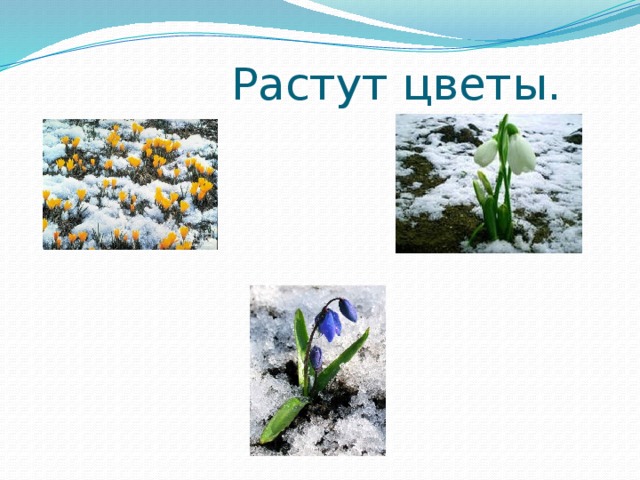  Растут цветы. 