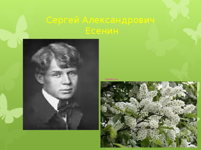 Сергей Александрович  Есенин Черёмуха Черёмуха душистая С весною расцвела И ветки золотистые, Что кудри, завила. 