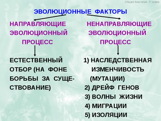 ЭВОЛЮЦИОННЫЕ ФАКТОРЫ НАПРАВЛЯЮЩИЕ НЕНАПРАВЛЯЮЩИЕ ЭВОЛЮЦИОННЫЙ ЭВОЛЮЦИОННЫЙ  ПРОЦЕСС ПРОЦЕСС ЕСТЕСТВЕННЫЙ 1) НАСЛЕДСТВЕННАЯ ОТБОР (НА ФОНЕ ИЗМЕНЧИВОСТЬ  БОРЬБЫ ЗА СУЩЕ-  (МУТАЦИИ) СТВОВАНИЕ)   2) ДРЕЙФ ГЕНОВ  3) ВОЛНЫ ЖИЗНИ  4) МИГРАЦИИ  5) ИЗОЛЯЦИИ 