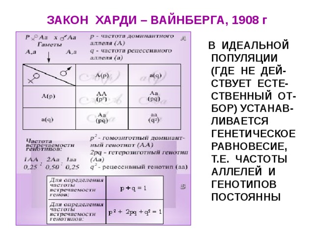 ЗАКОН ХАРДИ – ВАЙНБЕРГА, 1908 г  В ИДЕАЛЬНОЙ ПОПУЛЯЦИИ (ГДЕ НЕ ДЕЙ-СТВУЕТ ЕСТЕ-СТВЕННЫЙ ОТ-БОР) УСТАНАВ-ЛИВАЕТСЯ ГЕНЕТИЧЕСКОЕ РАВНОВЕСИЕ, Т.Е. ЧАСТОТЫ АЛЛЕЛЕЙ И ГЕНОТИПОВ ПОСТОЯННЫ 
