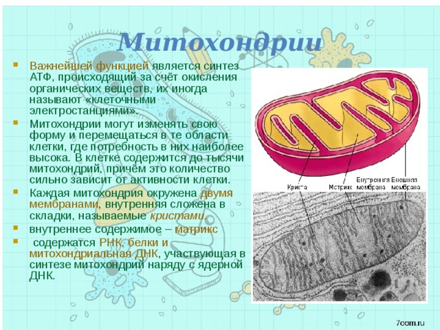 Митохондрии Важнейшей функцией является синтез АТФ, происходящий за счёт окисления органических веществ, их иногда называют «клеточными электростанциями». Митохондрии могут изменять свою форму и перемещаться в те области клетки, где потребность в них наиболее высока. В клетке содержится до тысячи митохондрий, причём это количество сильно зависит от активности клетки. Каждая митохондрия окружена двумя мембранами , внутренняя сложена в складки, называемые кристами .  внутреннее содержимое – матрикс  содержатся РНК, белки и митохондриальная ДНК , участвующая в синтезе митохондрий наряду с ядерной ДНК. 
