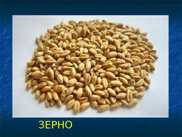 ЗЕРНО 
