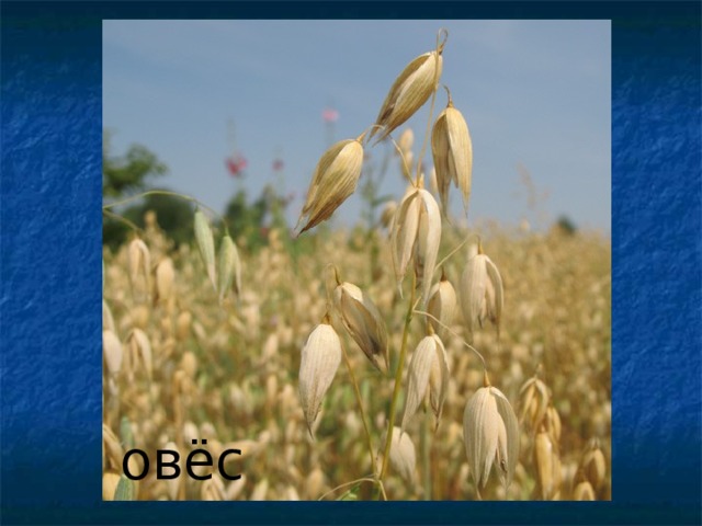 овёс 