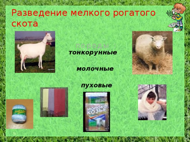 Разведение мелкого рогатого скота породы : тонкорунные молочные пуховые 