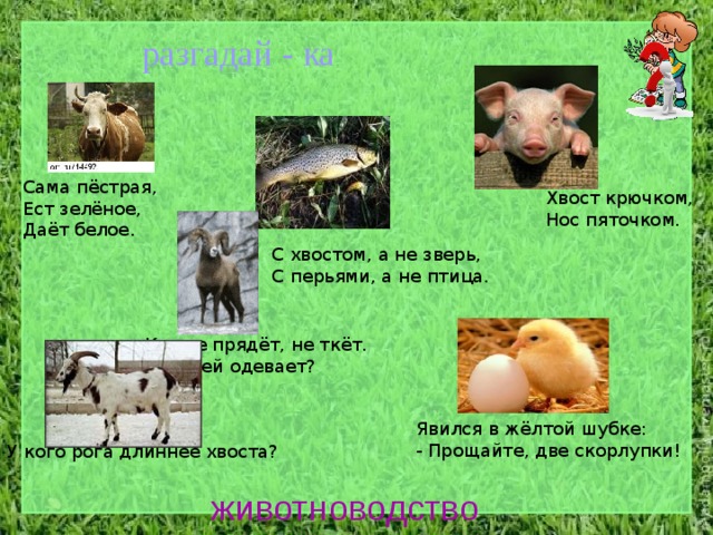 разгадай - ка Сама пёстрая, Ест зелёное, Даёт белое. Хвост крючком, Нос пяточком. С хвостом, а не зверь, С перьями, а не птица. Кто не прядёт, не ткёт. А людей одевает? Явился в жёлтой шубке: - Прощайте, две скорлупки! У кого рога длиннее хвоста? животноводство 