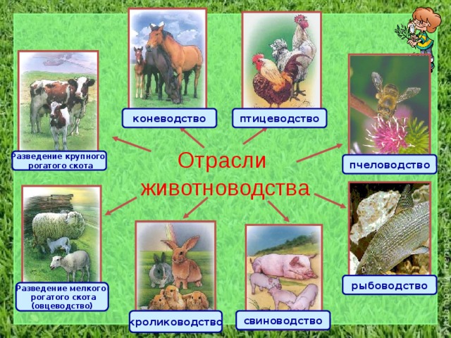 птицеводство коневодство Отрасли животноводства Разведение крупного  рогатого скота пчеловодство рыбоводство Разведение мелкого  рогатого скота (овцеводство) кролиководство свиноводство 