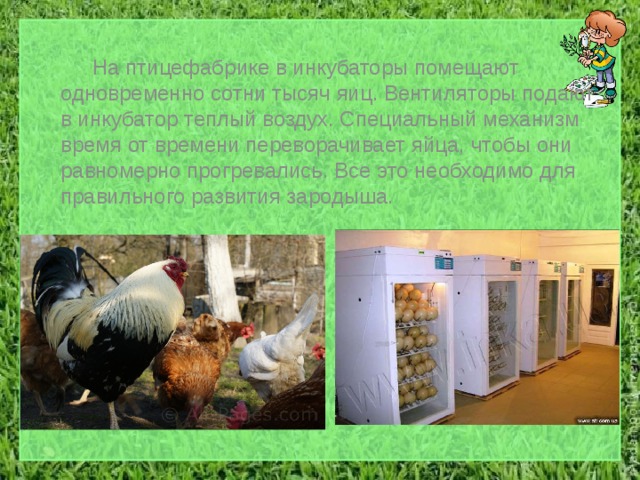   На птицефабрике в инкубаторы помещают одновременно сотни тысяч яиц. Вентиляторы подают в инкубатор теплый воздух. Специальный механизм время от времени переворачивает яйца, чтобы они равномерно прогревались. Все это необходимо для правильного развития зародыша. 