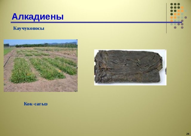 Алкадиены Каучуконосы Кок-сагыз  