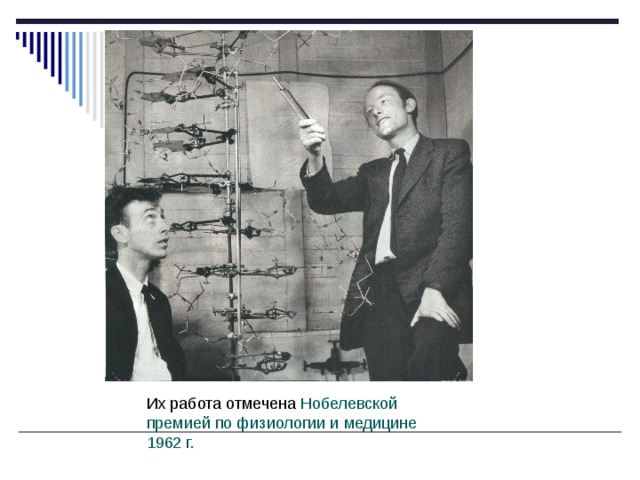 Их работа отмечена Нобелевской премией по физиологии и медицине 1962 г. 