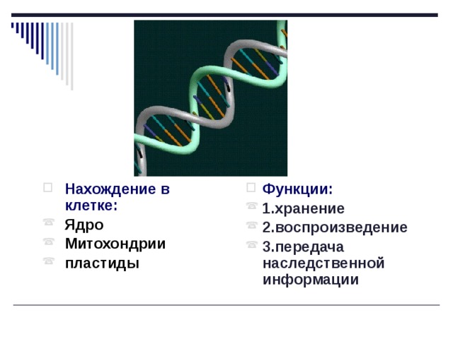 Функции:  Нахождение в клетке:  1.хранение 2.воспроизведение 3.передача наследственной информации Ядро Митохондрии пластиды    
