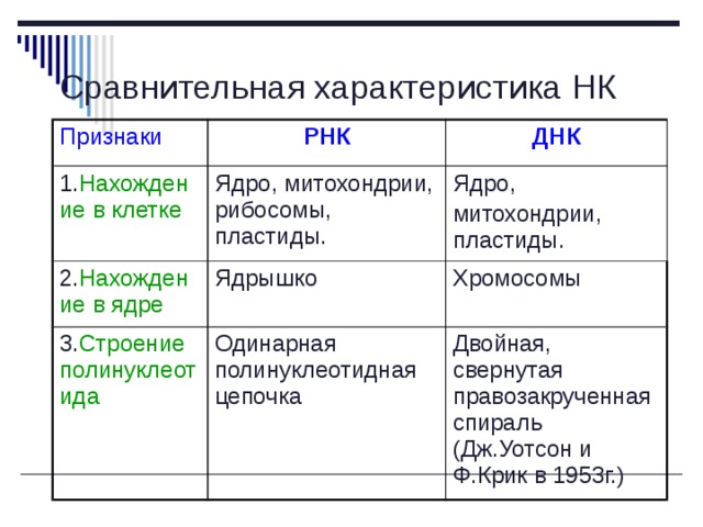 Сравнительная характеристика НК Признаки РНК 1. Нахождение в клетке ДНК Ядро, митохондрии, рибосомы, пластиды. 2. Нахождение в ядре Ядрышко Ядро, 3. Строение полинуклеотида митохондрии, пластиды. Хромосомы Одинарная полинуклеотидная цепочка Двойная, свернутая правозакрученная спираль (Дж.Уотсон и Ф.Крик в 1953г.) 