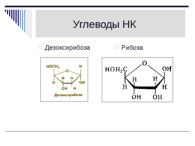  Углеводы НК Дезоксирибоза Рибоза 