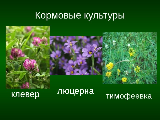 Кормовые культуры люцерна клевер тимофеевка 