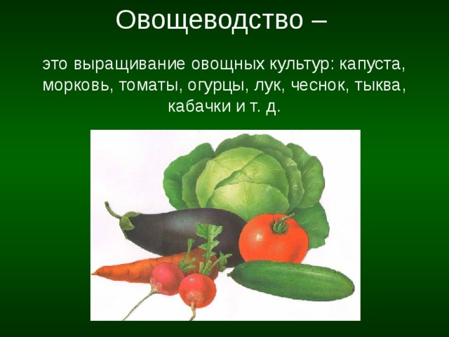  Овощеводство –    это выращивание овощных культур: капуста, морковь, томаты, огурцы, лук, чеснок, тыква, кабачки и т. д. 