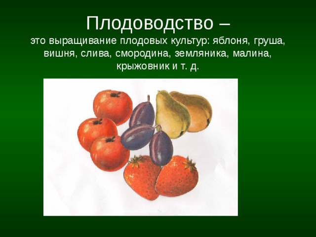  Плодоводство –  это выращивание плодовых культур: яблоня, груша, вишня, слива, смородина, земляника, малина, крыжовник и т. д. 