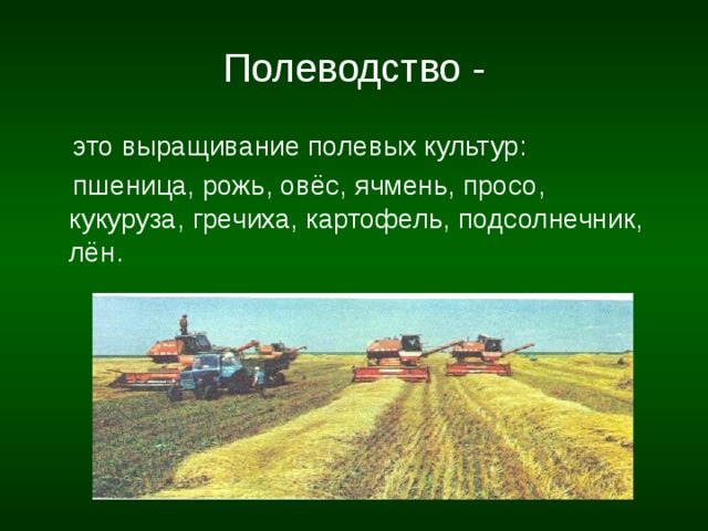  Полеводство -    это выращивание полевых культур:  пшеница, рожь, овёс, ячмень, просо, кукуруза, гречиха, картофель, подсолнечник, лён. 