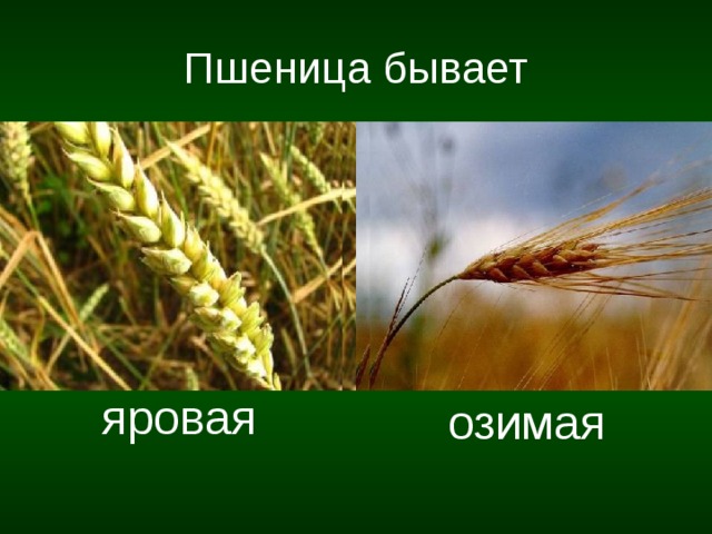 Пшеница бывает яровая озимая 