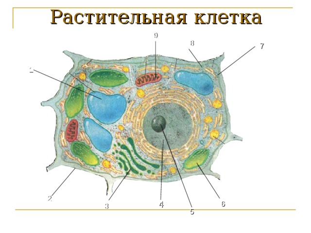 Растительная клетка 9 8 7 1 2 6 4 3 5 