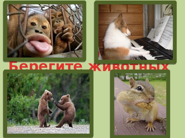 Берегите животных 
