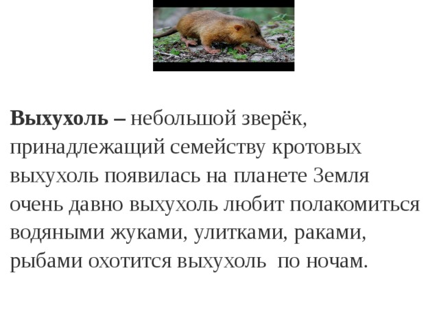   Выхухоль – небольшой зверёк, принадлежащий семейству кротовых выхухоль появилась на планете Земля очень давно выхухоль любит полакомиться водяными жуками, улитками, раками, рыбами охотится выхухоль по ночам. 