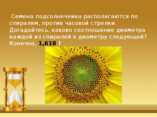 Семена подсолнечника располагаются по спиралям, против часовой стрелки. Догадайтесь, каково соотношение диаметра каждой из спиралей к диаметру следующей? Конечно, 1,618 ! 