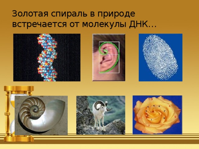 Золотая спираль в природе встречается от молекулы ДНК… 