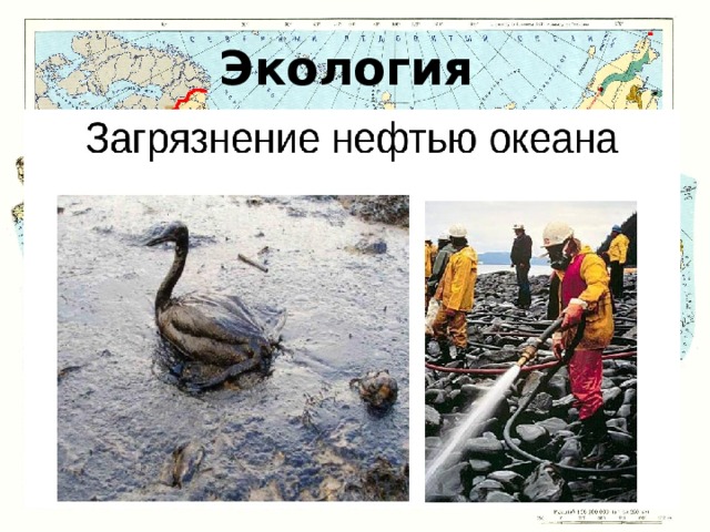 Экология 