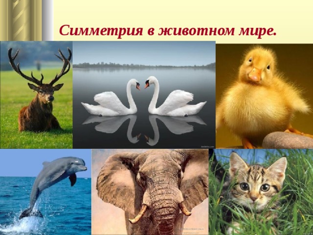  Симметрия в животном мире.  