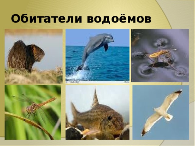 Обитатели водоёмов 
