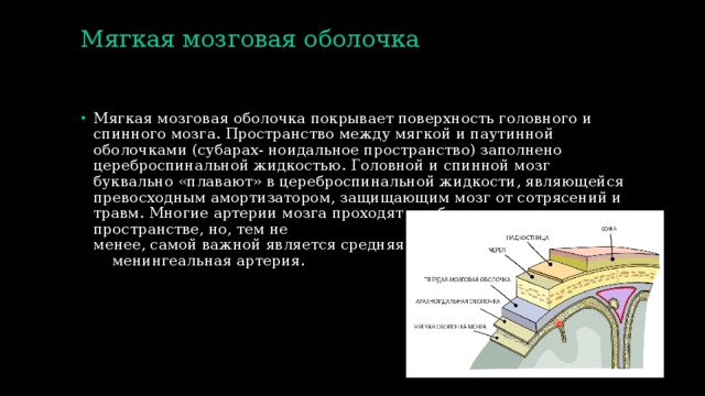 Мягкая мозговая оболочка   Мягкая мозговая оболочка покрывает поверхность головного и спинного мозга. Пространство между мягкой и паутинной оболочками (субарах- ноидальное пространство) заполнено цереброспинальной жидкостью. Головной и спинной мозг буквально «плавают» в цереброспинальной жидкости, являющейся превосходным амортизатором, защищающим мозг от сотрясений и травм. Многие артерии мозга проходят в суб- арахноидальном пространстве, но, тем не менее, самой важной является средняя менингеальная артерия. 