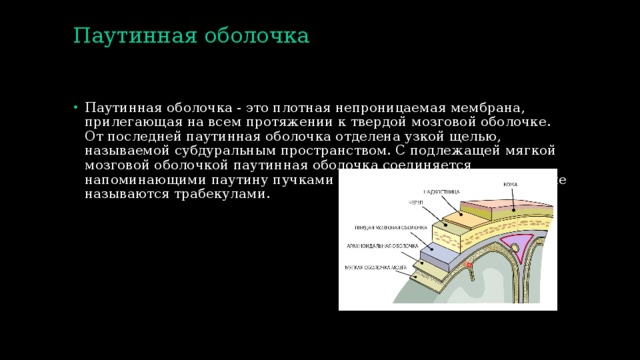Паутинная оболочка   Паутинная оболочка - это плотная непроницаемая мембрана, прилегающая на всем протяжении к твердой мозговой оболочке. От последней паутинная оболочка отделена узкой щелью, называемой субдуральным пространством. С подлежащей мягкой мозговой оболочкой паутинная оболочка соединяется напоминающими паутину пучками соединительной ткани, которые называются трабекулами. 