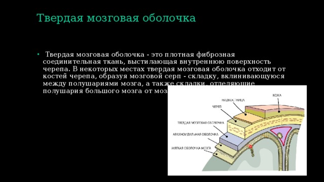 Твердая мозговая оболочка    Твердая мозговая оболочка - это плотная фиброзная соединительная ткань, выстилающая внутреннюю поверхность черепа. В некоторых местах твердая мозговая оболочка отходит от костей черепа, образуя мозговой серп - складку, вклинивающуюся между полушариями мозга, а также складки, отделяющие полушария большого мозга от мозжечка (намет мозжечка). 