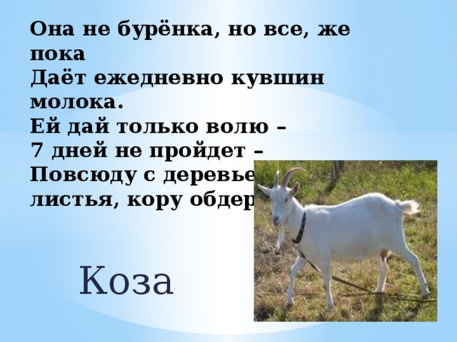 Она не бурёнка, но все, же пока  Даёт ежедневно кувшин молока.  Ей дай только волю –  7 дней не пройдет –  Повсюду с деревьев  листья, кору обдерёт. Коза 