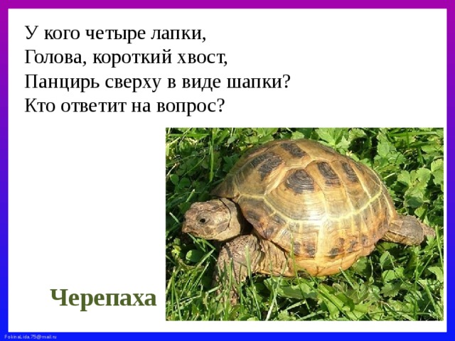 У кого четыре лапки,  Голова, короткий хвост,  Панцирь сверху в виде шапки?  Кто ответит на вопрос?   Черепаха