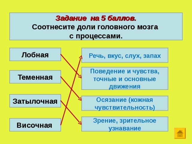   Задание на 5 баллов. Соотнесите доли головного мозга с процессами.   Речь, вкус, слух, запах Лобная Поведение и чувства, точные и основные движения Теменная Затылочная Осязание (кожная чувствительность) Зрение, зрительное узнавание Височная  12 