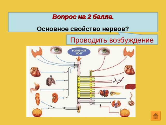 Вопрос на 2 балла.  Основное свойство нервов? Проводить возбуждение 12 