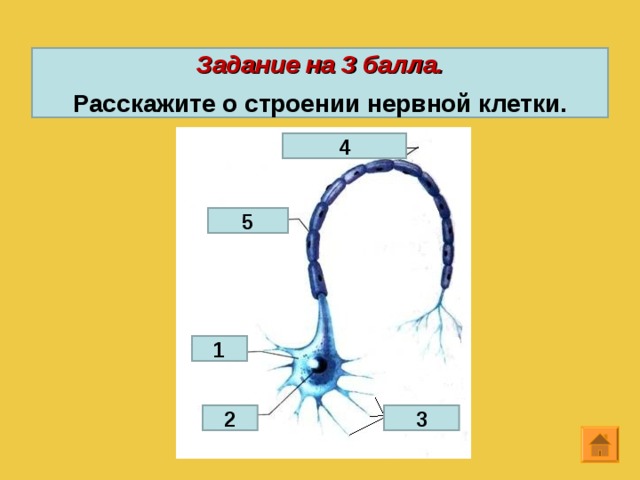 Задание на 3 балла.  Расскажите о строении нервной клетки. 4 5 1 2 3 12 