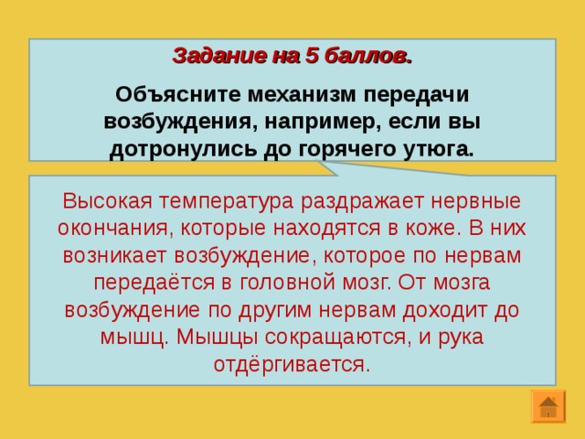 Задание на 5 баллов.  Объясните механизм передачи возбуждения, например, если вы дотронулись до горячего утюга. Высокая температура раздражает нервные окончания, которые находятся в коже. В них возникает возбуждение, которое по нервам передаётся в головной мозг. От мозга возбуждение по другим нервам доходит до мышц. Мышцы сокращаются, и рука отдёргивается. 12 