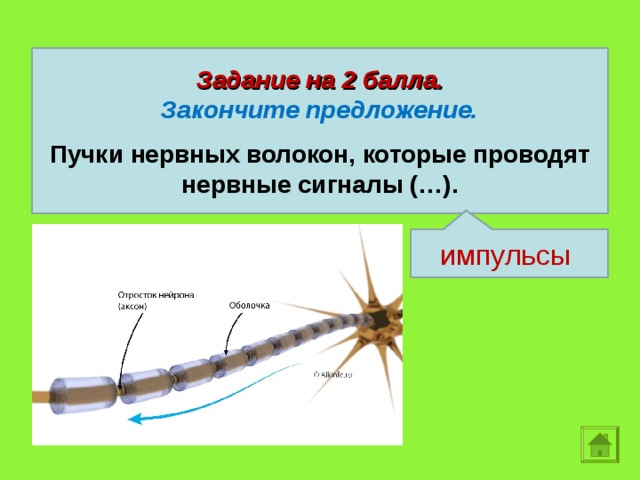 Задание на 2 балла. Закончите предложение.  Пучки нервных волокон, которые проводят нервные сигналы (…). импульсы  